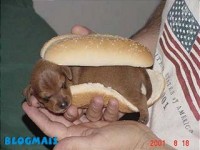 /album/galeria-de-fotos-mundo-animal/animais-25-jpg/